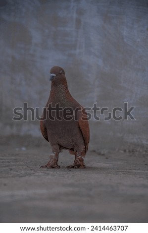 Brown pigeon potrait photograph high resolution