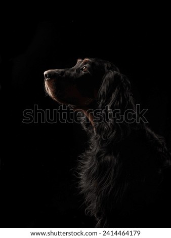 Gordon Setter dog profile highlighted against a dark backdrop. This artistic image captures the thoughtful expression and glossy fur of the subject Royalty-Free Stock Photo #2414464179