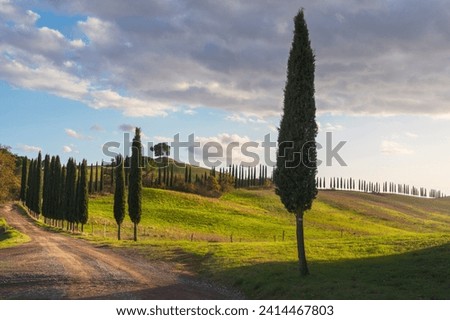 Cypresses and rural road on the hills of the Crete Senesi. Landscape in Lucignano d'Arbia, Tuscany region. Italy Royalty-Free Stock Photo #2414467803