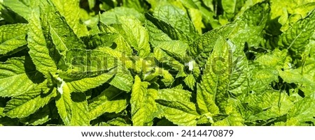 Panorama with fresh Mint leaves ,flat lay