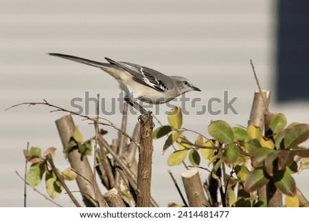 The isolated image of a northern mockingbird perched on a crape myrtle tree.