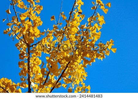 Isolated images of branches filled with golden leaves on a maidenhair tree in the Fall.