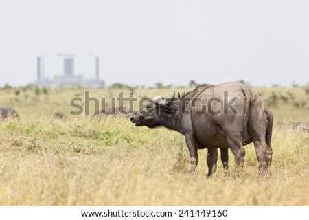 A Cape Buffalo in Nairobi National Park in Kenya.