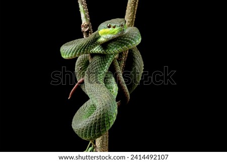 Baby green viper snake, White-lipped tree viper Trimeresurus albolabris Royalty-Free Stock Photo #2414492107