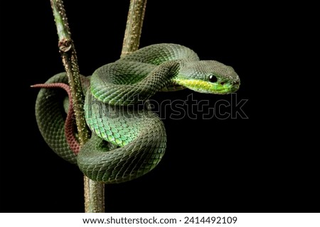 Baby green viper snake, White-lipped tree viper Trimeresurus albolabris Royalty-Free Stock Photo #2414492109