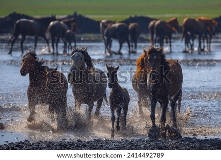Horses running and kicking up dust. Yilki horses in Kayseri Turkey are wild horses with no owners