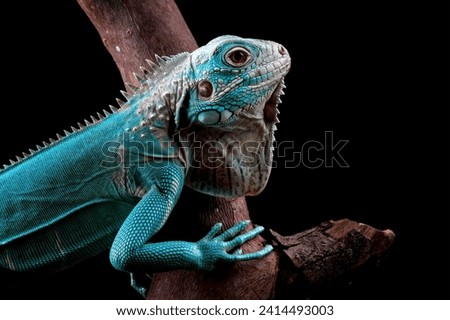 Blue Iguana sitting on branch with black background, blue Iguana Cyclura Lewisi, Grand Cayman Blue Iguana