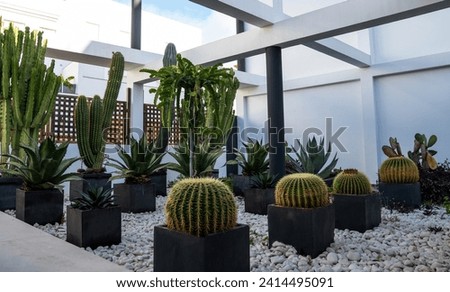 variety of cacti and succulents in modern, square black planters, set against a bed of white pebbles. The architectural elements with clean lines create a contemporary and tranquil garden setting. Royalty-Free Stock Photo #2414495091