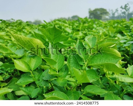 This is a picture of a potato plant.Here potato plants are seen in the land.