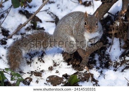 In winter Grey Squirrels remain active except in the harshest of condition when they may aestivate in their drays. Having stored food in caches they now benefit from this behaviour. Royalty-Free Stock Photo #2414510331