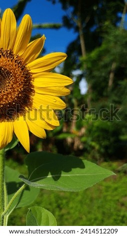 Half cropped of sunflower picture that shot at private garden on bright sunny weather.