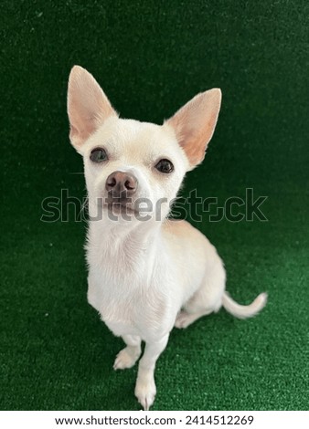 chihuahua dog in grass, posing at the camera