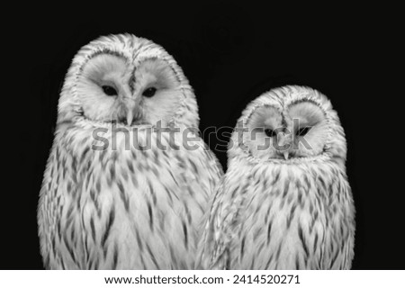 two cute owl head closeup face portrait head 