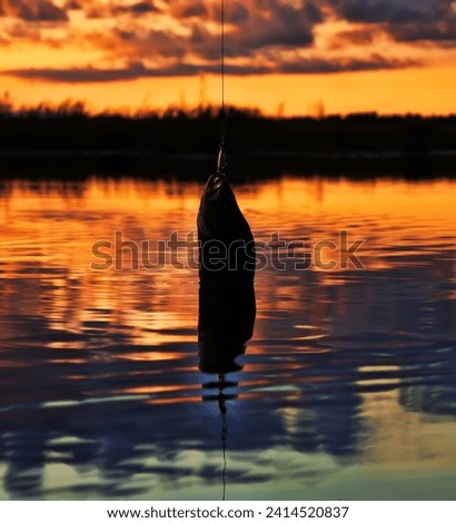 Fishing at sunset. Catching predatory fish on spinning. Sunset colors on the water surface, sunny path from the low sun. Perch caught on yellow spoonbait Royalty-Free Stock Photo #2414520837