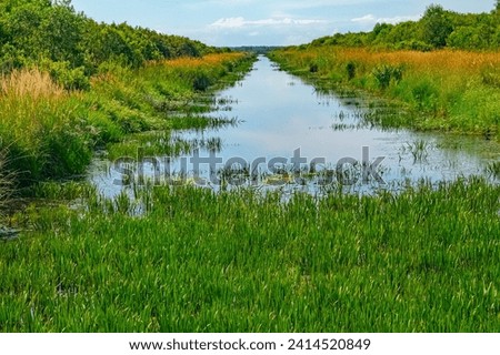 The old canal is swamped. Shallowing and overgrowing with fresh-water soldier (Stratiotes aloides). Anthropogenic succession, restoring the environment Royalty-Free Stock Photo #2414520849