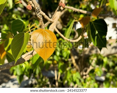 Picture of beautiful light brown Bodhi leaf tops