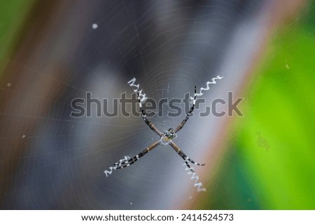 Silver argiope spider in Cahuita National Park (Costa Rica)
