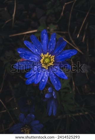 Raindrops on a blue flower