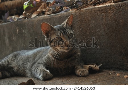 striped gray cat with green eyes lying on a stone bench in the late afternoon in a park in autumn