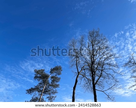 Beautiful trees against a background of blue clouds