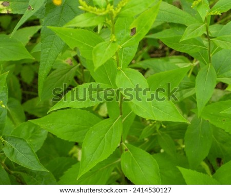 Solidago ulmifolia (Elm-leaved Goldenrod) Native North American Woodland Wildflower Plant