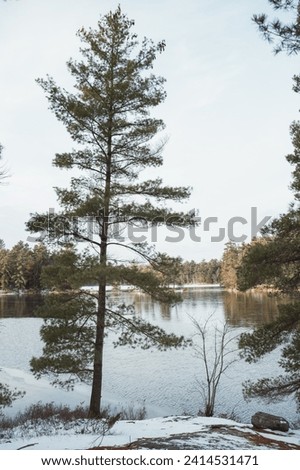Jack Pine Trees in winter