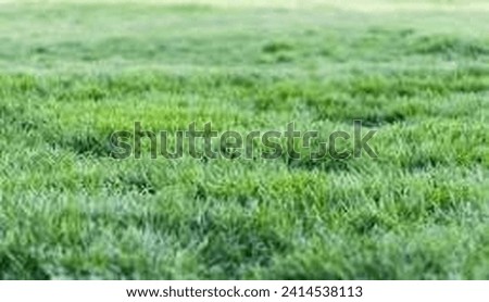 Grass is a type of plant with narrow leaves growing from the base.The meaning of GRASS is herbage suitable or used for grazing animals. Royalty-Free Stock Photo #2414538113