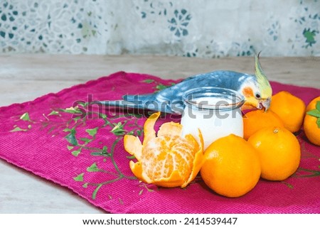 Cockatiel parrot eating Homemade yogurt with a mandarin for a breakfast. Royalty-Free Stock Photo #2414539447