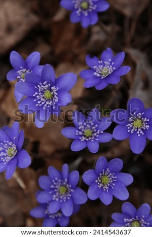 flower, nature, springtime, uncultivated, plant, blue, blossom, liverwort, outdoor, photography, horizontal, no people, close-up, freshness,freshness, many, blue flower, group