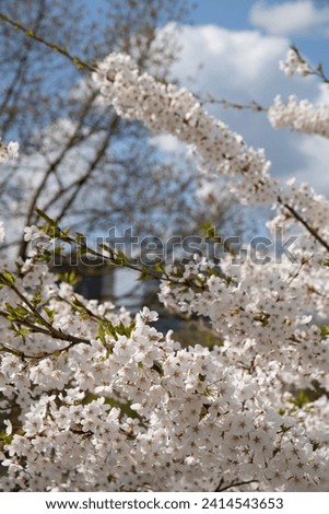 photography, garden, blossom, botany, flower, nature, tree, plant, season, springtime, growth, outdoor, petal, blue, sunny, day, branch - plant part, tranquil scene, close-up Royalty-Free Stock Photo #2414543653