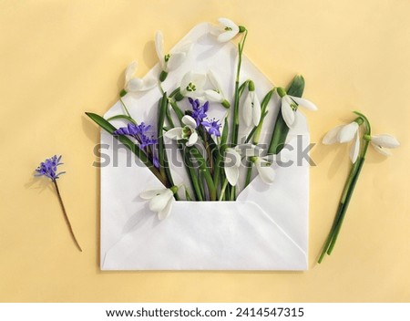 Spring flowers white snowdrops and blue Scilla siberica (Siberian squill) in postal envelope on a yellow paper background. Top view, flat lay