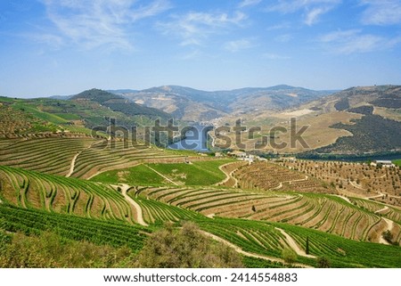 Beautiful Douro Valley with a river view and typical north Portuguese vinery. Royalty-Free Stock Photo #2414554883