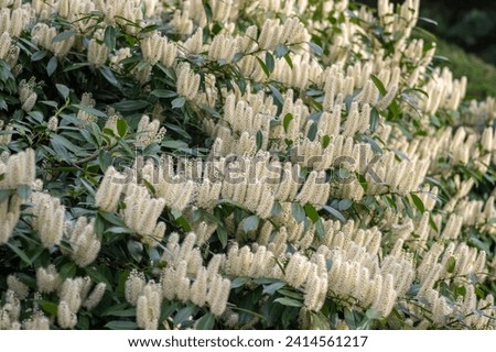 Prunus laurocerasus cherry laurel flowering plants, group of white flowers on bush branches in bloom, green foliage, ornamental garden Royalty-Free Stock Photo #2414561217