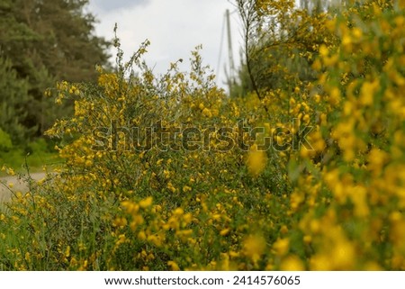 A spring afternoon in the forest - you can see a whole thicket of yellow flowering broom.Yellow blooming flowers of a wild plant from the legume family - Polish nature in spring bloom.