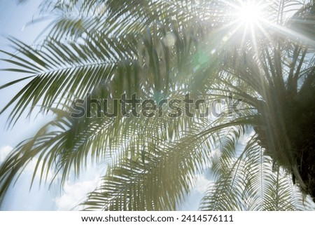 Sun Flare peaking through the palm tree leaves with a star burst