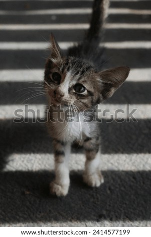 kitten with light dark shadows
