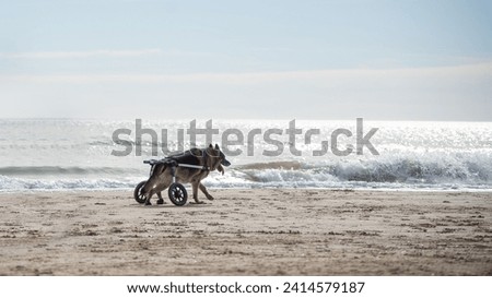 Dog with degenerative myelopathy where he has been fitted with wheels on his hind legs is running on the beach enjoying free mobility Royalty-Free Stock Photo #2414579187