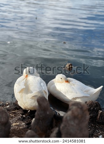 Some cute ducks on the water