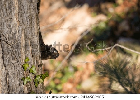 black squirrel climbing down a  tree