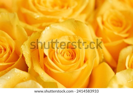 bud of yellow rose in a bouquet, close-up with drops of dew on the petals.