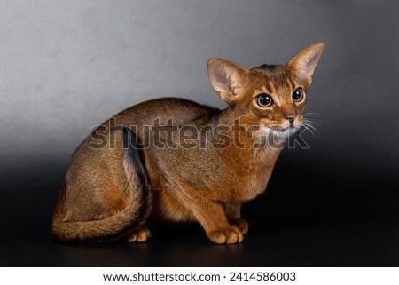Abyssinian cat on a black background Royalty-Free Stock Photo #2414586003