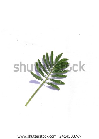 In Indonesia it is called 'Princess Malu Leaf'. This leaf is not edible. The stems are thorny and bear no fruit. it is considered a weed. photo taken on January 15 2024 with a white baground Royalty-Free Stock Photo #2414588769