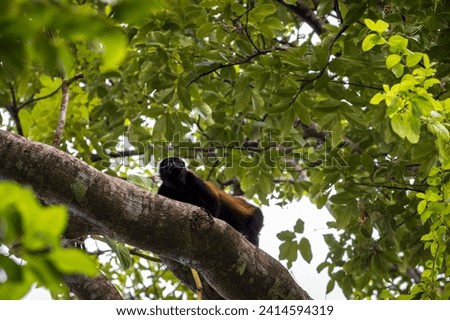 Mantled howler monkey (Alouatta palliata) in Cahuita National Park (Costa Rica)