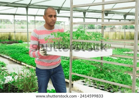Focused Latino man working at garden store loading box with vegetable seedlings on shelves