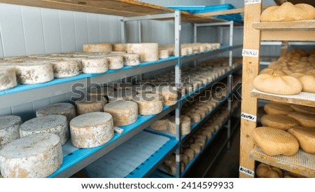 Shelves with cheese at cheese warehouse. Numbers on white pieces of paper are date when cheese was put into the ripening chamber