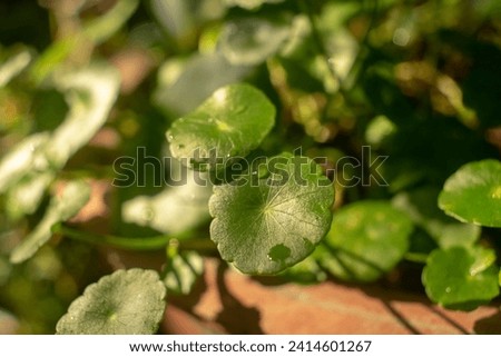 The green leaves have dew drops on their stems, the sunlight sparkles behind the leaves.There are many types of leaves in the forest, such as oval, bow-shaped, saw-shaped, round, oval, mainly green, s