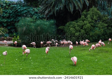 Pink flamingos against green background