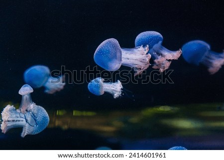 Beautiful colorful jellyfish in aquarium Royalty-Free Stock Photo #2414601961