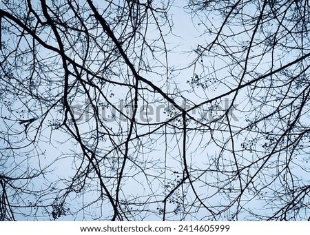 Looking up towards the sky through bare branches on a winter's day.