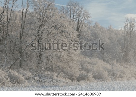 Fairy snowy forest in fog in beautiful winter at sunrise.